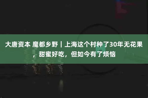 大唐资本 魔都乡野｜上海这个村种了30年无花果，甜蜜好吃，但如今有了烦恼
